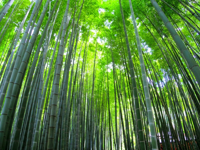 報国寺の竹林